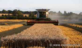 Farmers struck with triple whammy as UK left struggling with food shortages through year - Express