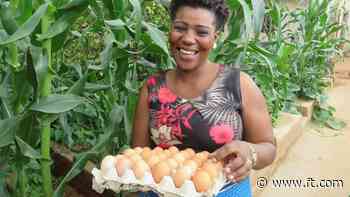 Technology drives change through Africa's food chain - Financial Times