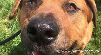 COMMUNITY SPOTLIGHT: Renfrew County Animal Centre looking for votes to win $5000 grand prize - renfrewtoday.ca