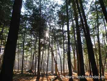 Arnprior's Gillies Grove Nature Reserve remains closed to the public - renfrewtoday.ca