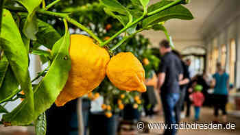 Südfrüchte im Barockgarten Großsedlitz - Radio Dresden