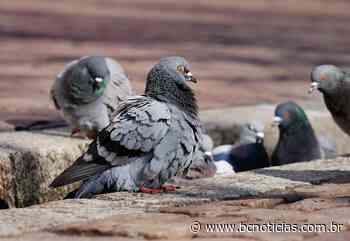 Centro de Controle de Pragas Urbanas orienta sobre concentração de pombos em BC - BC Notícias