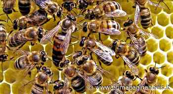 Caorle (Ve): Veneto Agricoltura all'evento annuale Interreg Italia-Slovenia - PPN - Prima Pagina News