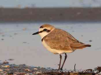 Caorle, nati tre pulcini di Fratino - Adnkronos