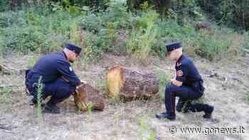 Taglio di alberi abusivo a Montaione: sanzionata una ditta - gonews