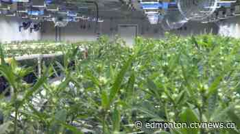 Aurora Cannabis shares fall 40 per cent after share sale amendment - CTV News Edmonton