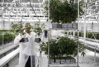 Aurora Cannabis shares plummet 40 per cent after unusual share sale - The Globe and Mail