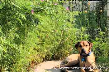 Aurora considers allowing dogs off-leash on trails - NewmarketToday.ca