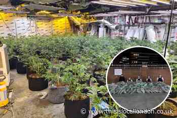Cannabis farm worth £650k shut down in Bromley