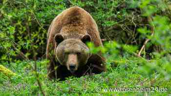 15 Schafsrisse im Karwendeltal nahe Grenze zu Bayern - Land Tirol vermutet Braunbären