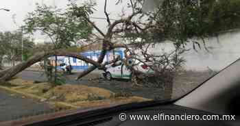 ‘Vientazo’ genera tormenta de arena en la México-Cuernavaca; tira árboles y cables - El Financiero