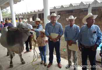 La ganadera de Misantla está innovando en su ganado: Orestes Mota - El Demócrata