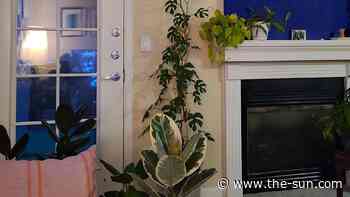 I’m a keen gardener – the secret to my 6ft plant is in Dollar Tree, but be prepared to look outside the gar... - The US Sun