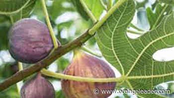 MASTER GARDENER: Figs are the sweet summer fruit - Orange Leader - Orange Leader