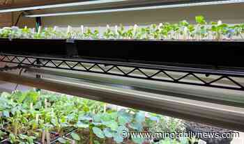 Dakota Gardener: Preparing transplants for the outdoors | News, Sports, Jobs - Minot Daily News