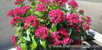 Ask the Master Gardener: Red tubular flowers the best way to attract hummingbirds - Brainerd Dispatch