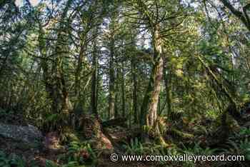 Forest company operating in Cumberland rebranded – Comox Valley Record - Comox Valley Record