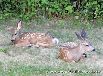 WildSafeBC offers common sense advice on animal encounters – Comox Valley Record - Comox Valley Record