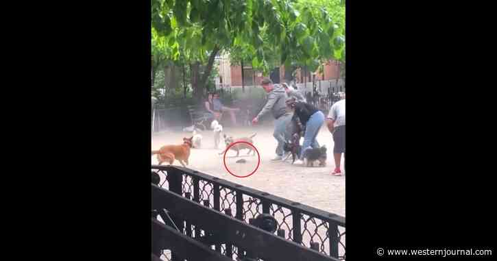 Video: Uninvited Guest at NYC Dog Park Causes Huge Disruption, Entertaining Dogs and Going Viral