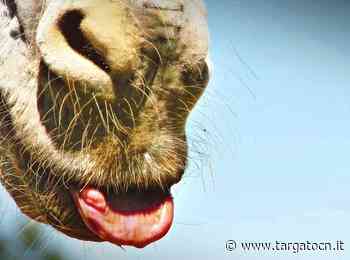 A Boves una serata dedicata alla "Terra dei Muli" - TargatoCn.it
