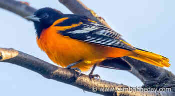 Look high for the newly arrived Baltimore orioles or lure them in for a look with fruit in bird feeders - Cambridge Day