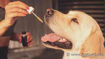 Wichtiges&Mehr: Dr. Datenschutz / Union Investment + Rheingold Institut / EarsandEyes / Universität Witten/Herdecke | planung&analyse - Horizont.net