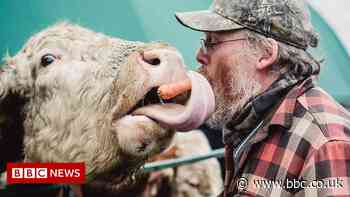 The meat and dairy farmers who are going vegan