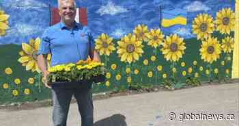 Marigolds and Murals Project in Saint John reaches 25th anniversary - Global News