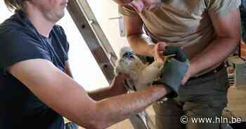 Slechtvalken in Peerse Sint-Trudotoren geringd | Peer | hln.be - Het Laatste Nieuws