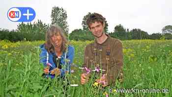 Paten für mehrjährige Blühwiese in Quarnbek gesucht