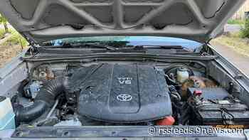 Marmots hitch a ride inside engine compartment of pickup truck