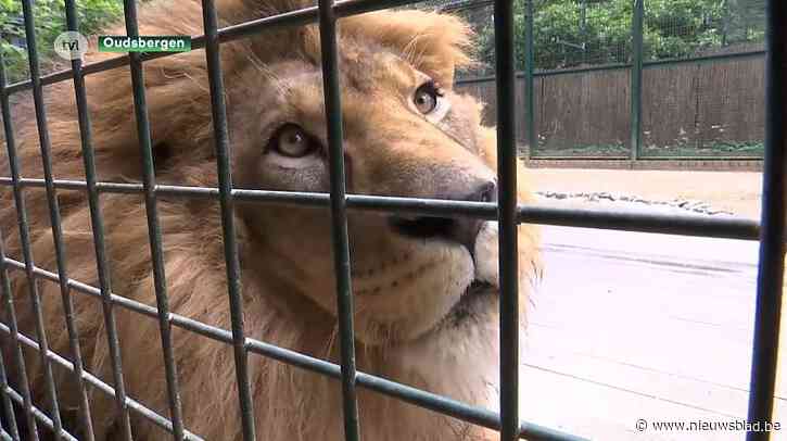 Natuurhulpcentrum Oudsbergen groeit uit tot Europees centrum voor hulp aan wilde dieren