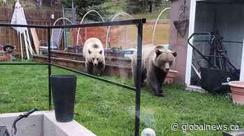 Jasper National Park warns of grizzly bears wandering into townsite
