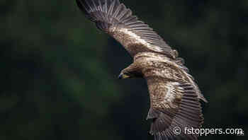 Learn How This Eagle Photo Was Shot and Edited From Start to Finish