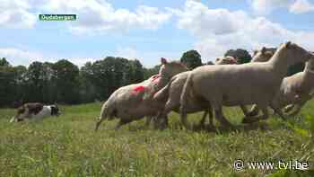 Belgisch kampioenschap schapendrijven in Oudsbergen - TV Limburg