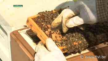 Aziatische hoornaar verdringt honingbijen - TV Limburg