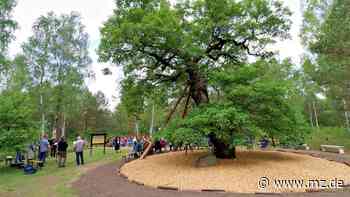 Ein Symbol des Friedens in der Glücksburger Heide - Mitteldeutsche Zeitung