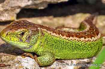 Geschützte Zauneidechse verhindert Planungen für neues Gewerbegebiet in Neunkirchen am Brand - Fränkischer Tag