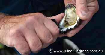 Oyster harvesting on the Clyde River resumes for first time in months - Milton Ulladulla Times