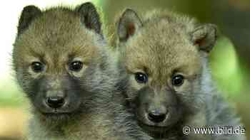 Merzig: Nachwuchs im Wolfspark: Noch sind wir süß - BILD