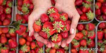 Kreis Euskirchen: Hier erhält man frische Erdbeeren und Spargel - Kölner Stadt-Anzeiger