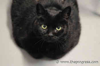 VIDEO: Find Me My Furever Home – Latifah at the Chilliwack SPCA – Chilliwack Progress - Chilliwack Progress