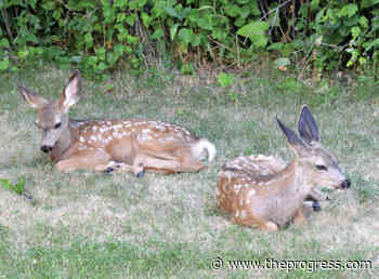 WildSafeBC offers common sense advice on animal encounters – Chilliwack Progress - Chilliwack Progress