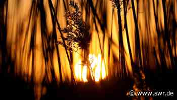 Autobahn GmbH übergibt bedrohte Pflanzen an BUGA in Mannheim - SWR Aktuell