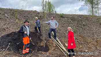 Tauberbischofsheim: Bauhof sorgt für neue Bepflanzung auf dem Wall am Sportpark - Main-Post