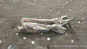 Un pescador sacó restos humanos en Mar de Ajo y se encontró un torso en Punta Médanos - Entrelíneas.info