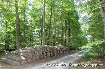 Der Lampertheimer Wald soll seine Ruhe haben - Lampertheim - Nachrichten und Informationen - Mannheimer Morgen