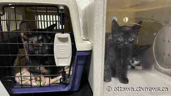 Mother and four kittens abandoned outside Ottawa pet store - CTV News Ottawa
