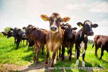 Walkers urged to watch for cattle after Lancashire man trampled to death by herd of cows