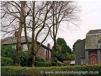 Blackburn Lime tree is an Elm says council
